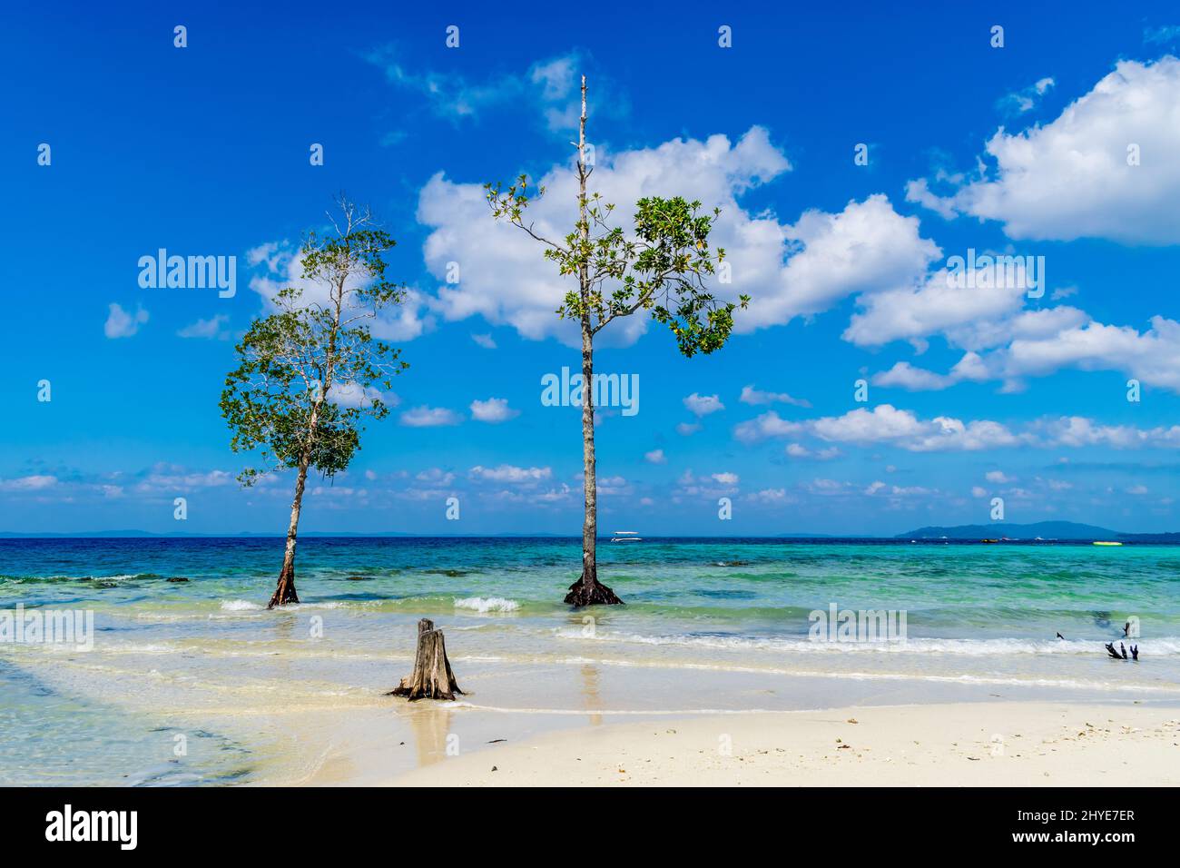 The tree and the sea, Elephant Beach, Havelock Island, Andaman Stock Photo