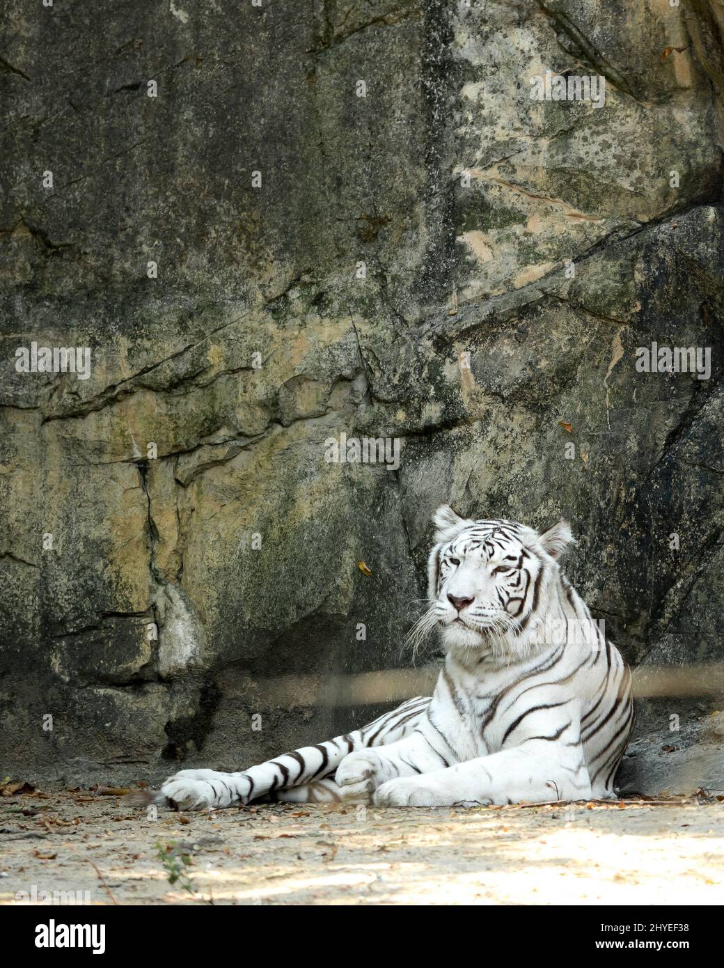 A beautiful white tiger lying down on the ground Stock Photo