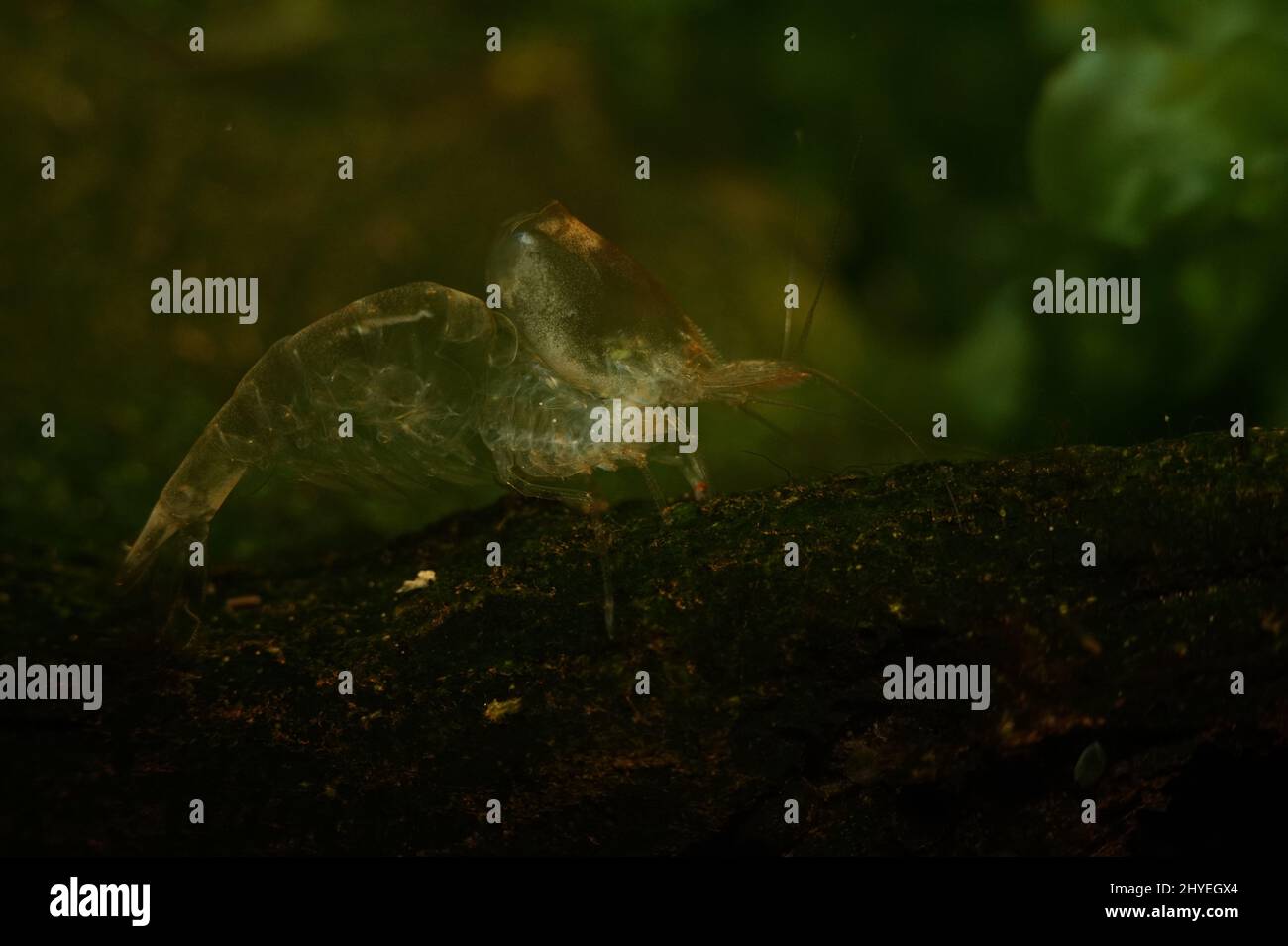 Closeup of Neocaridina Shrimp Molt on a moss Stock Photo