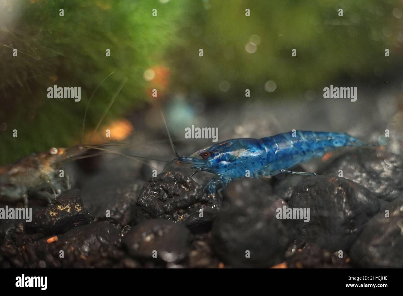 Closeup of exotic blue Neocaridina Shrimp on a stone Stock Photo