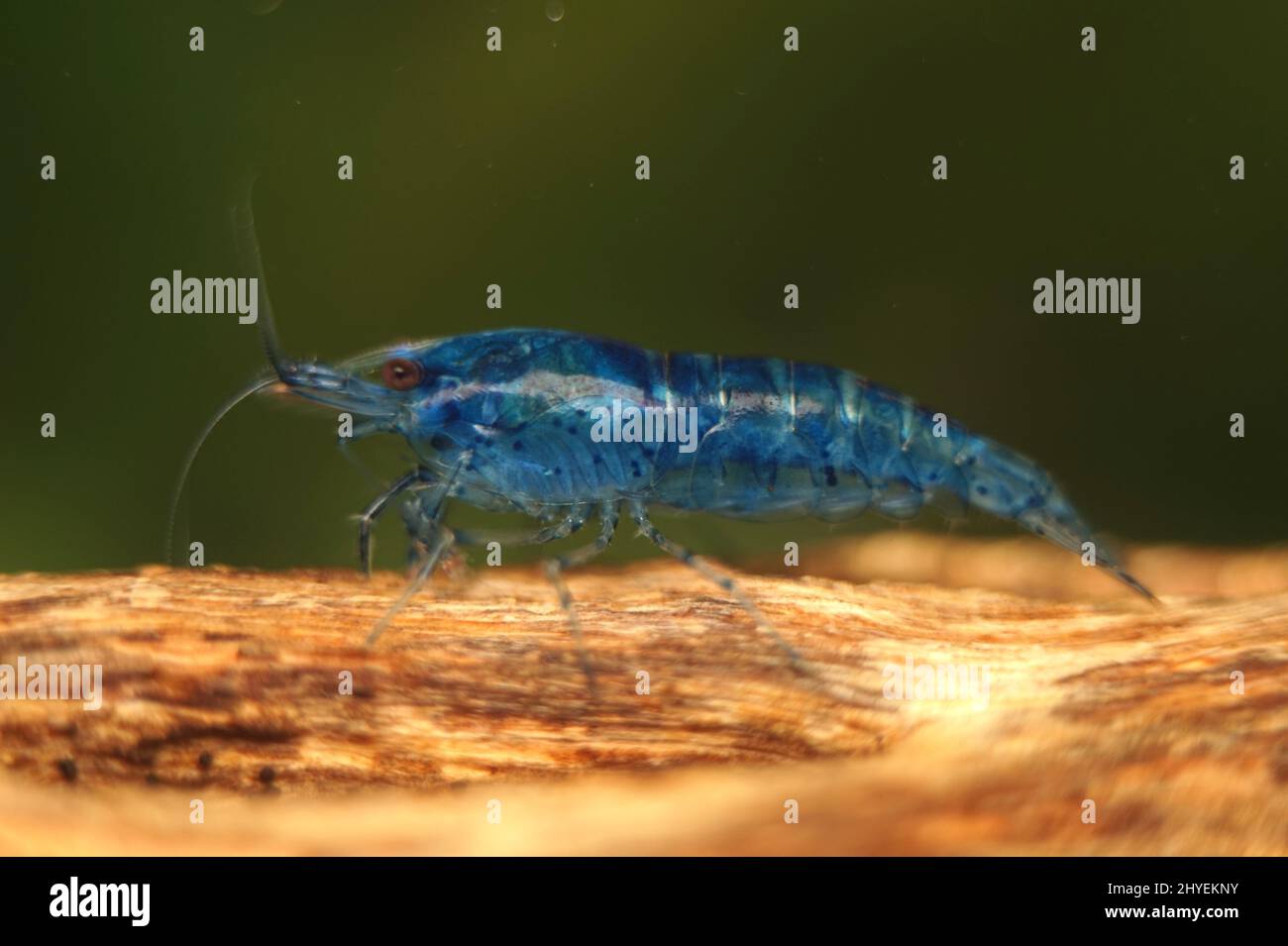 Closeup of exotic blue shrimp named Neocaridina Shrimp Stock Photo
