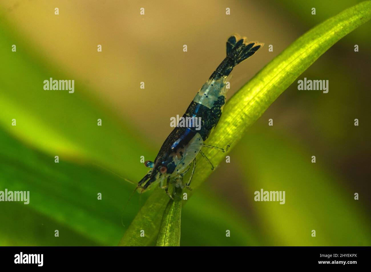 Closeup of Neocaridina Shrimp on a green stick Stock Photo