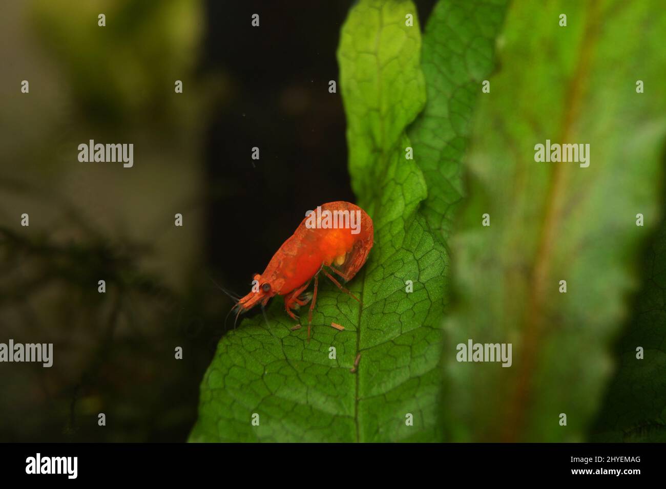 Closeup of orange Neocaridina Shrimp on a green leaf Stock Photo