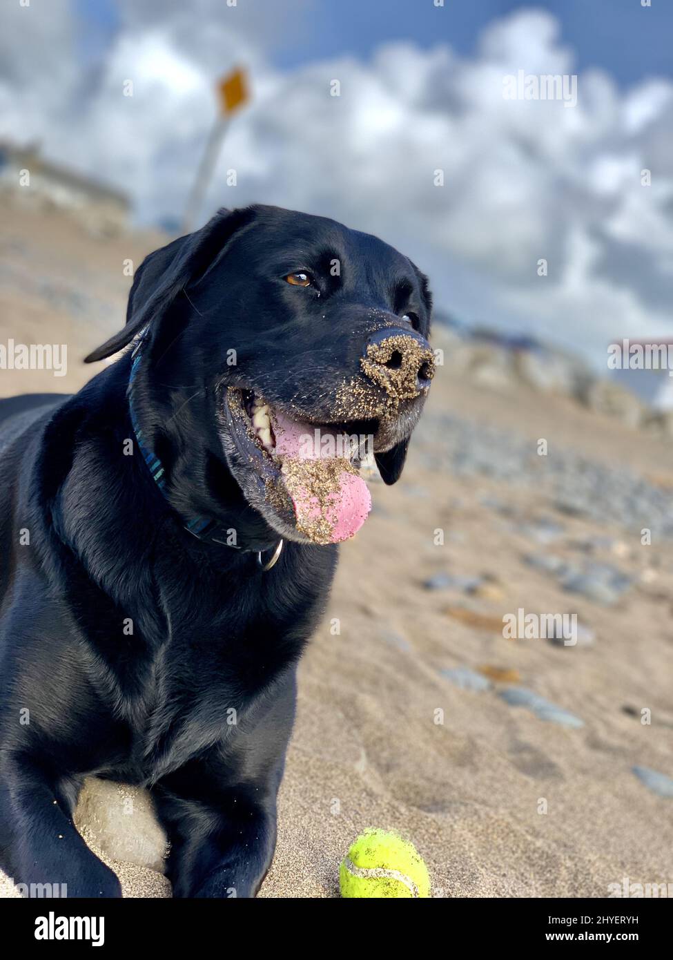 Closeup shot of a beautiful black dog sitting on beach with its ball