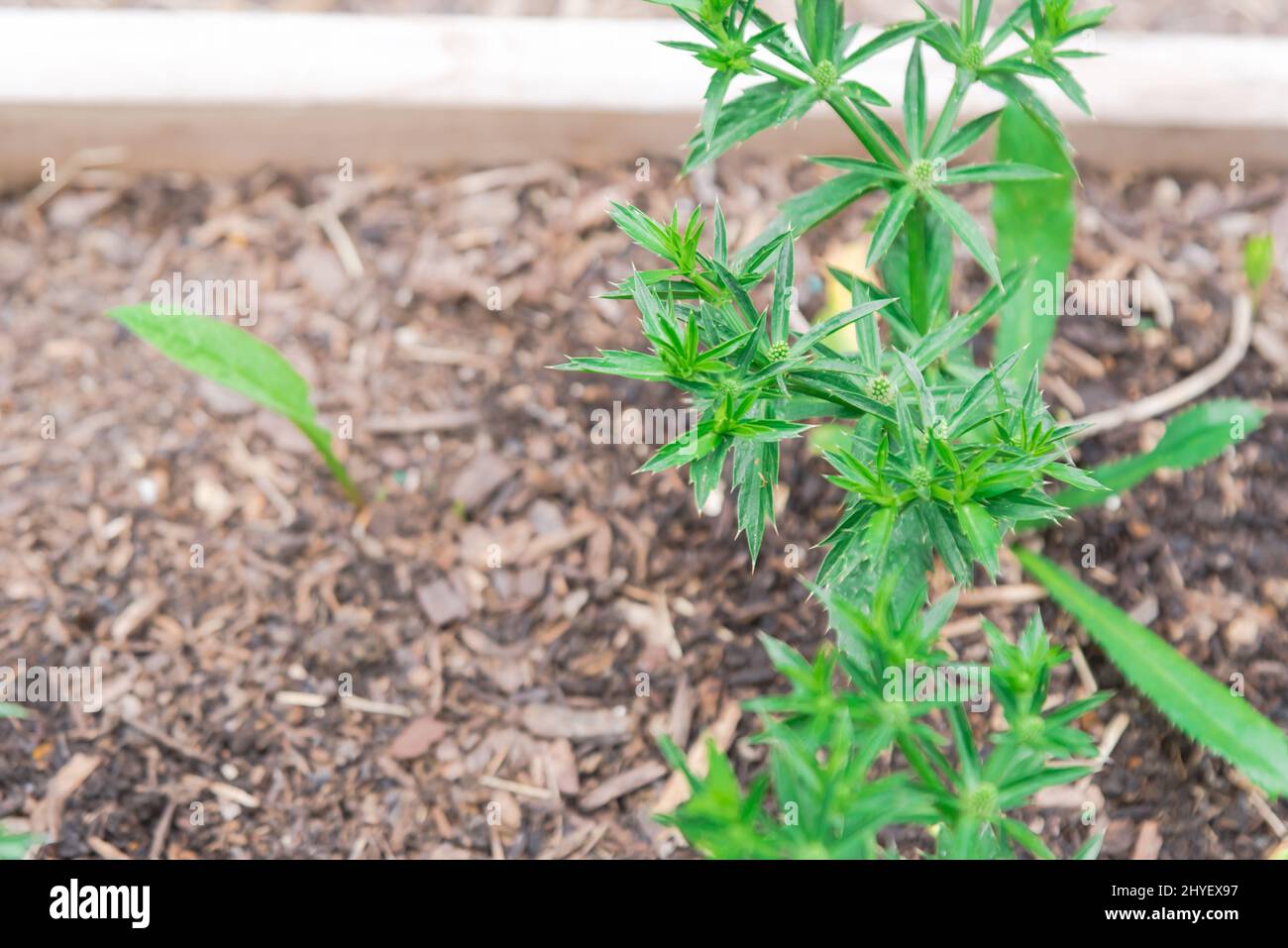 Eryngium foetidum plant with green seed pods end of the stems at