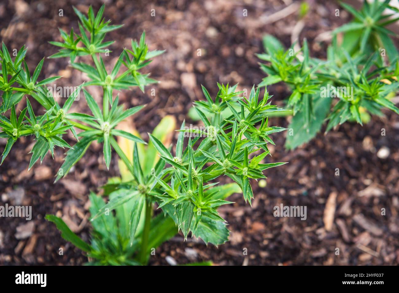 Eryngium foetidum plant with green seed pods end of the stems at
