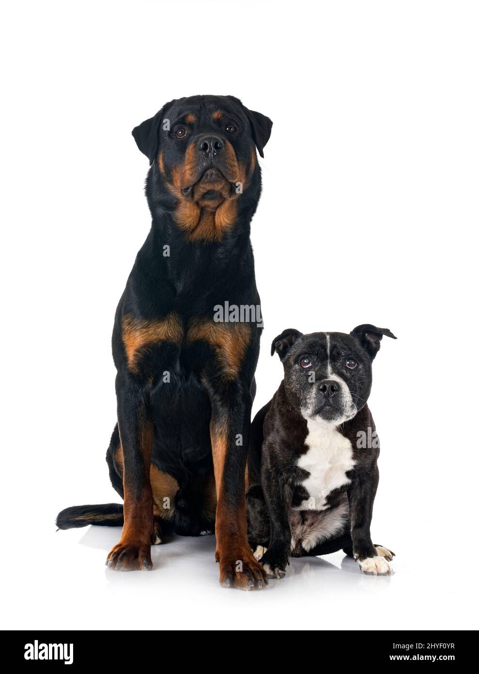 Staff Rottweiler staffordshire bull terrier and rottweiler in front of white background ...