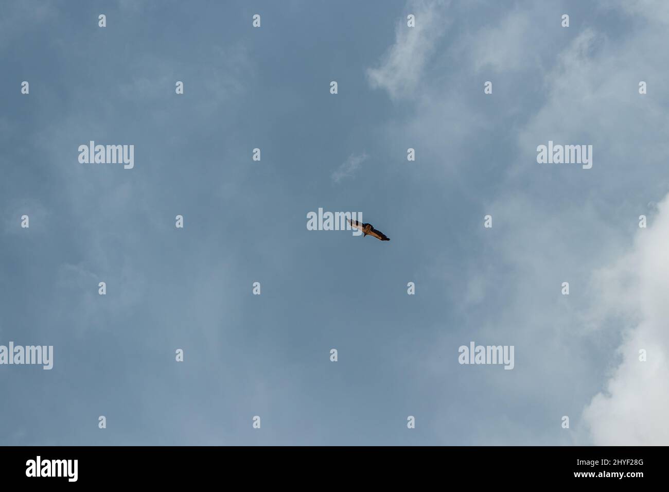 Bird flight on a blue sky background on a tranquil clear day Stock ...