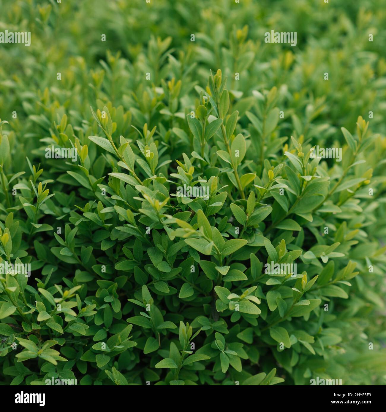 Green hedge boxwood background Stock Photo Alamy