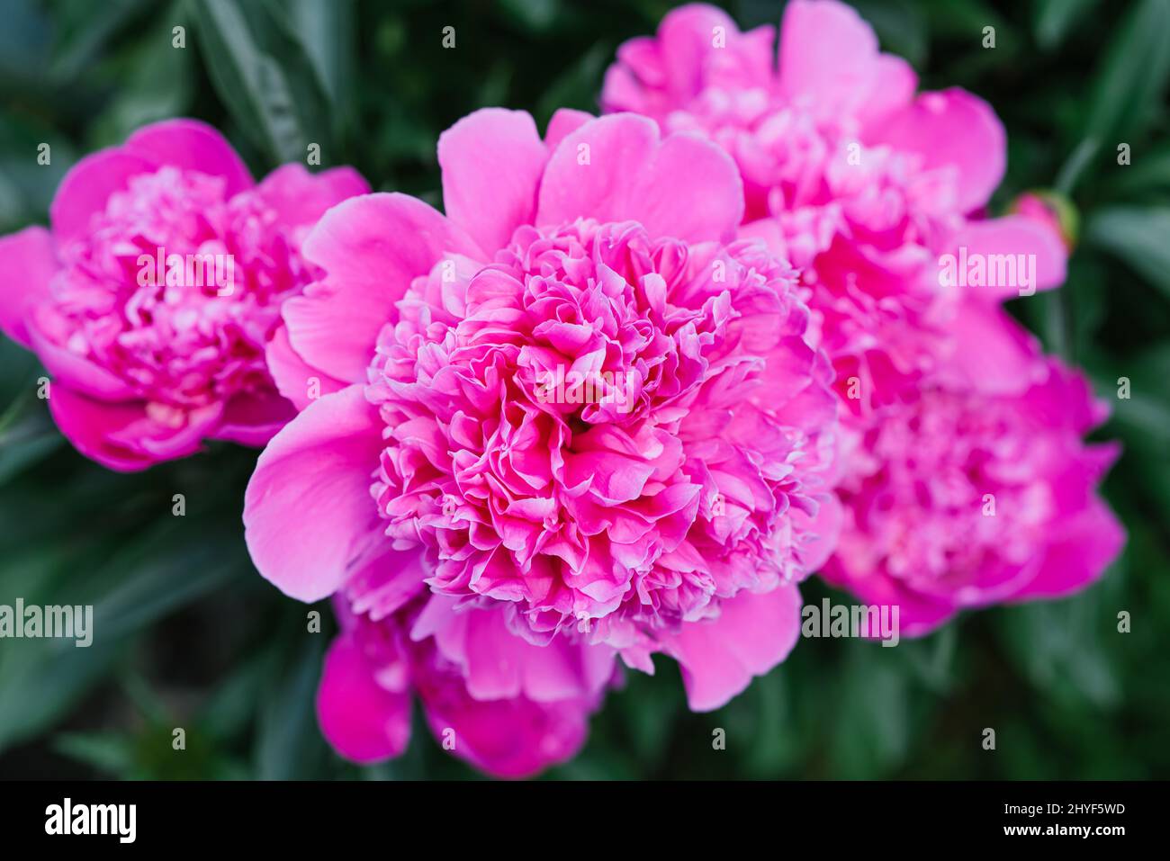 Beautiful pink flowers of the herbaceous peony in summer in the garden ...