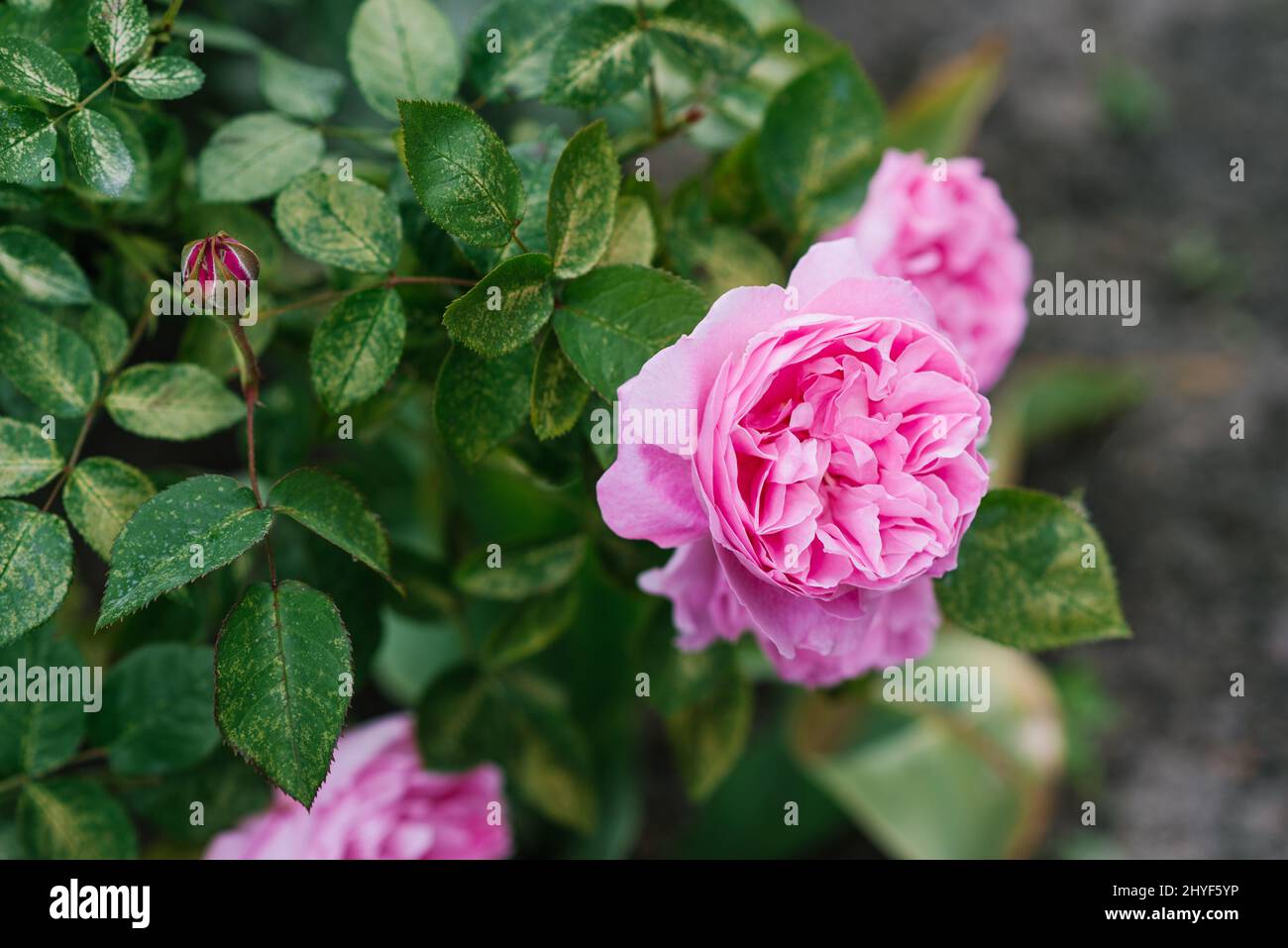 Beautiful flowers of the peonyshaped English rose Mary Rose in the
