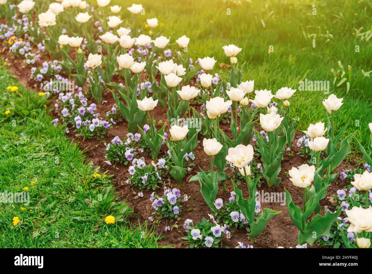 Beautiful white tulips flowerbed close-up. Floral background