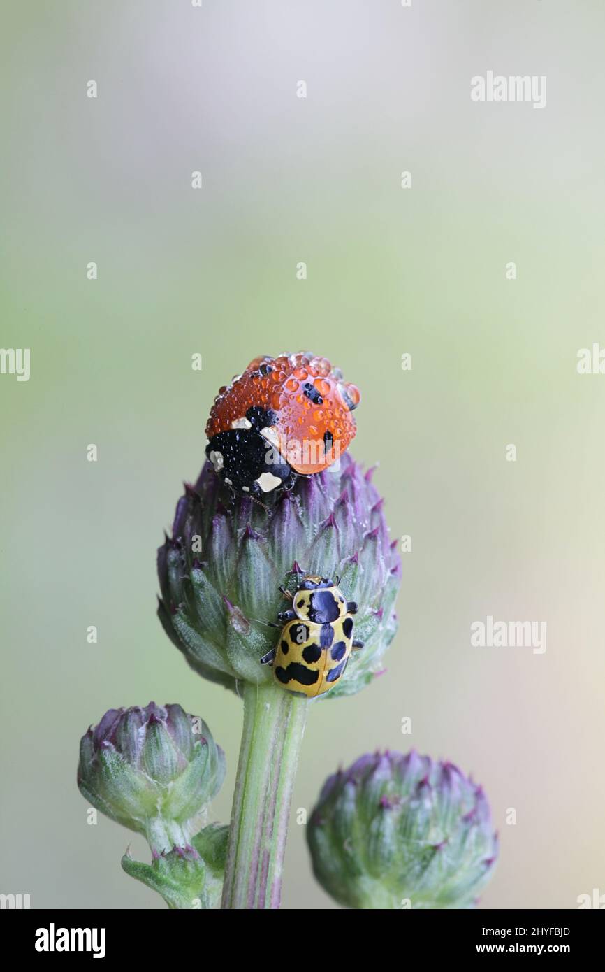 Red seven-spot ladybird (Coccinella septempunctata) and yellow thirteen-spot ladybeetle  (Hippodamia tredecimpunctata) on a bud of creeping thistle Stock Photo