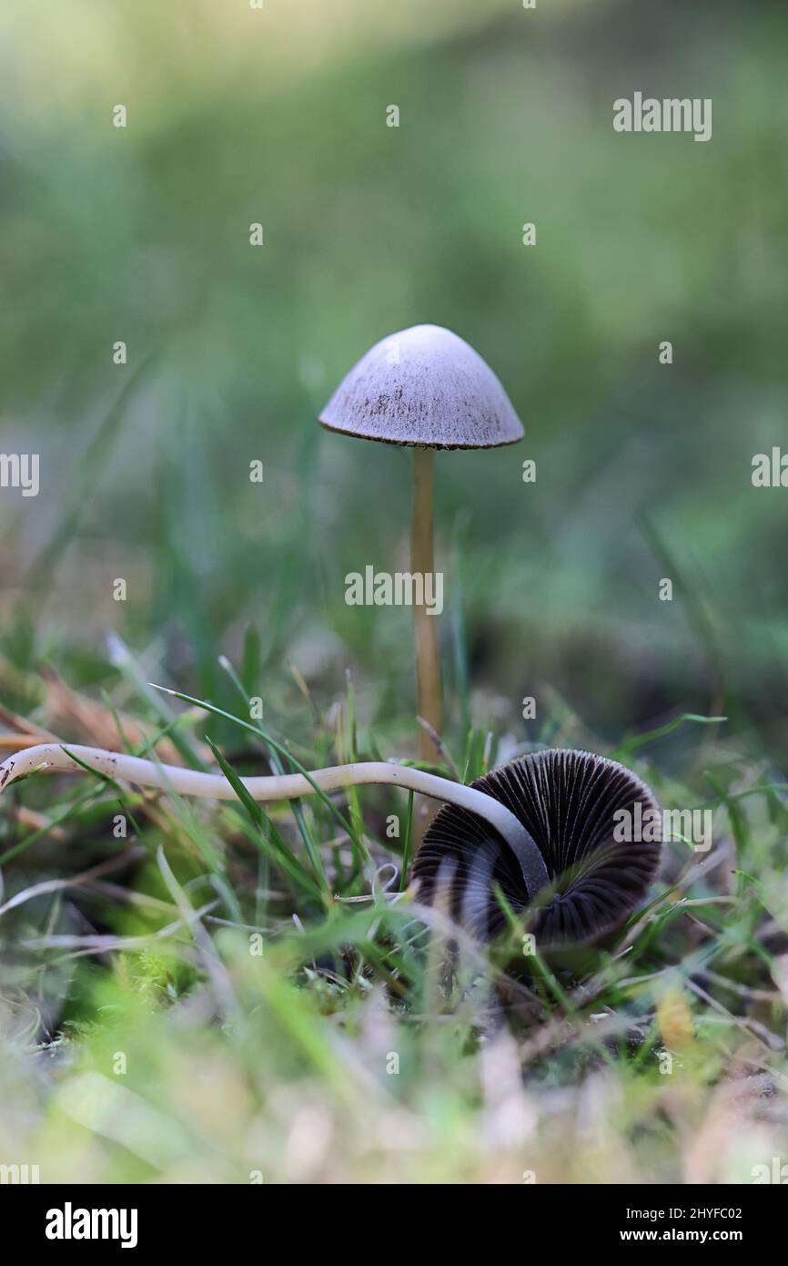 Panaeolus foenisecii, commonly called the mower's mushroom, haymaker or brown hay mushroom, wild fungus from Finland Stock Photo