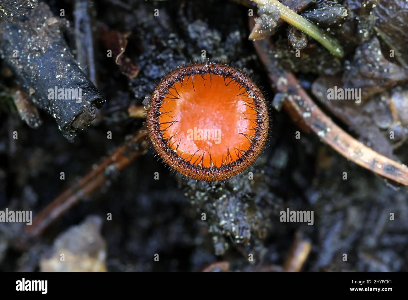 Scutellinia scutellata, commonly known as the eyelash cup, the Molly eye-winker, the scarlet elf cap, the eyelash fungus or the eyelash pixie cup, wil Stock Photo