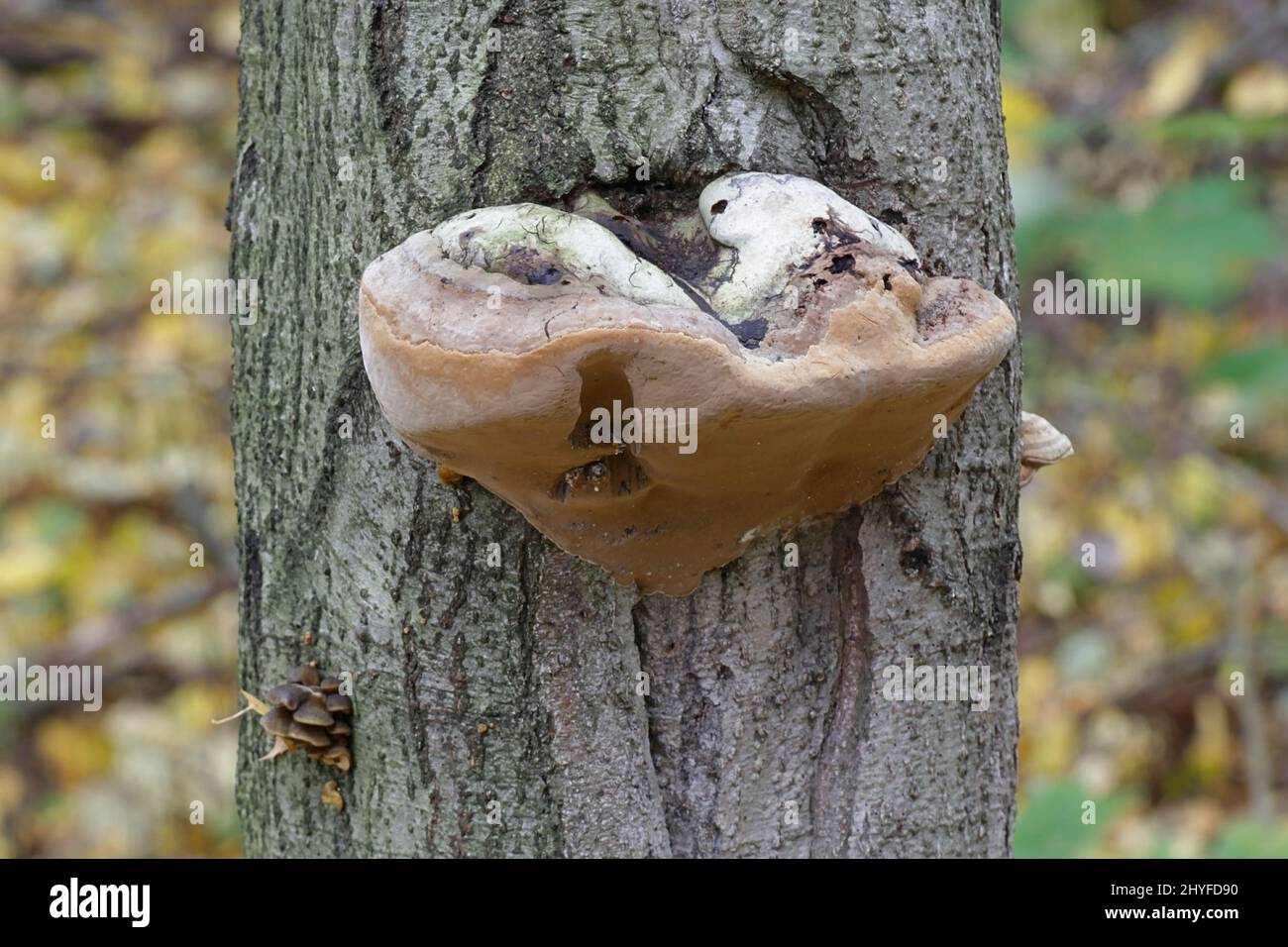 Fomes fomentarius, commonly known as the tinder fungus, false tinder fungus, hoof fungus, tinder conk, tinder polypore or ice man fungus Stock Photo
