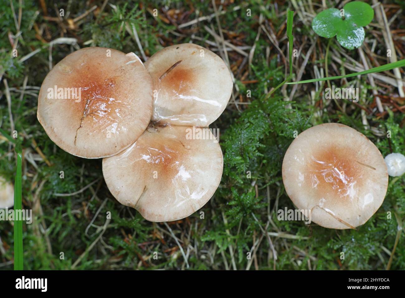 Hebeloma mesophaeum, known as  veiled poisonpie or poison pie, wild mushroom from Finland Stock Photo