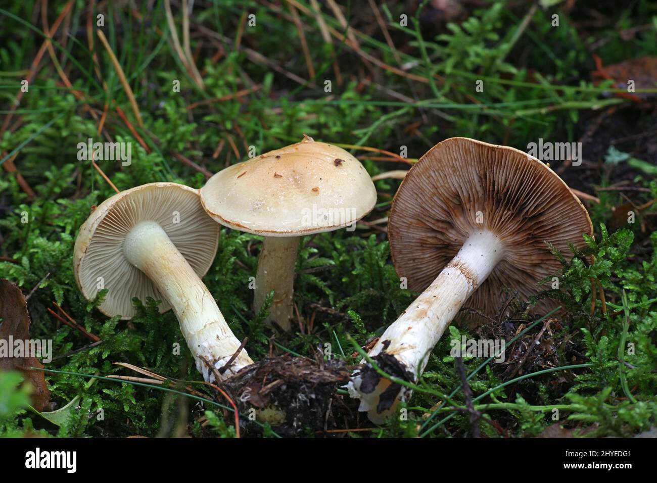 Cortinarius delibutus, known as the bluegill webcap or the yellow webcap, wild mushroom from Finland Stock Photo