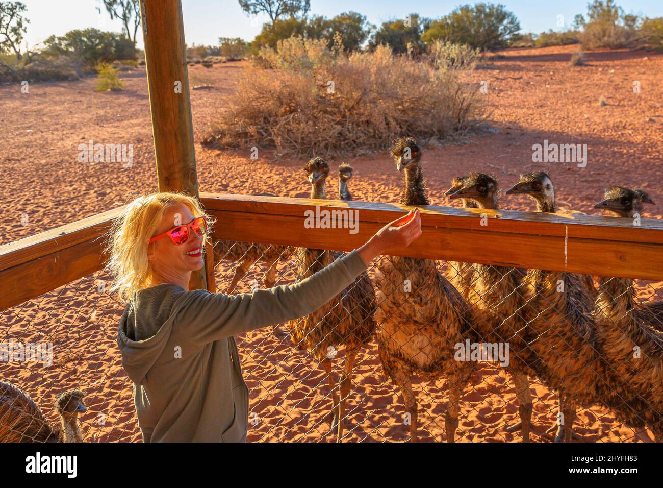 Woman feeding Emus, Dromaius novaehollandiae species. Emu is endemic to Australia where it is the largest native bird. Northern Territory of the Stock Photo