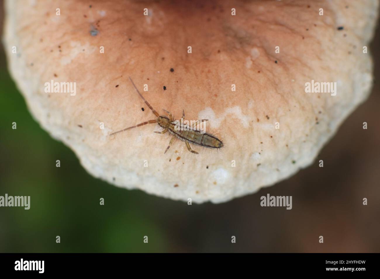 Springtail, tiny primitive hexapod Stock Photo