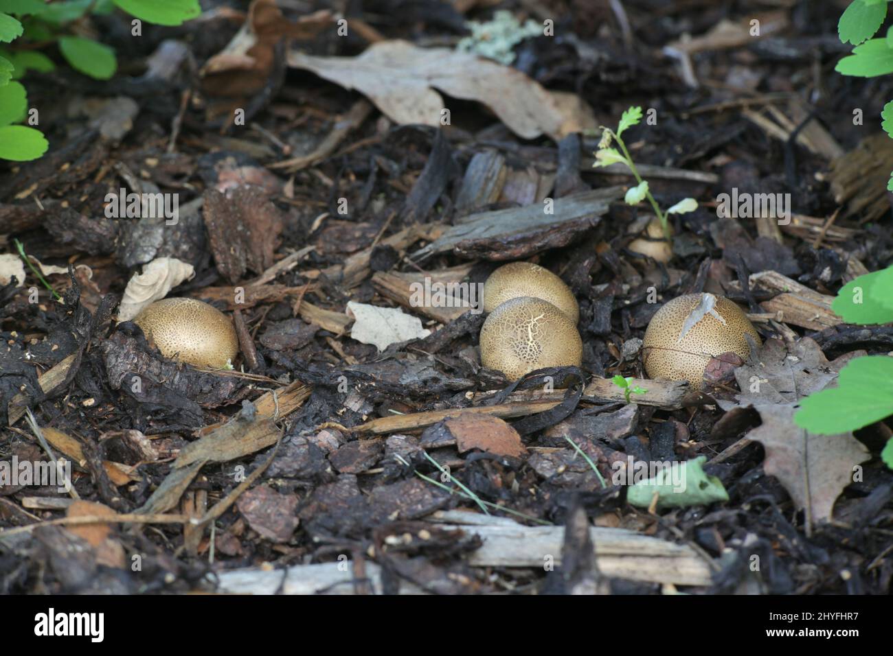 Scleroderma bovista (Scleroderma verrucosum var. bovista), known as Potato Earthball, wild mushroom from Finland Stock Photo