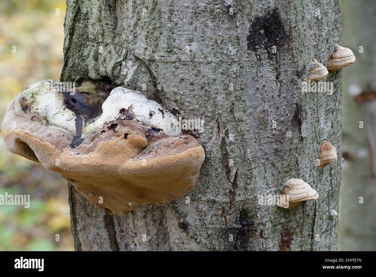 Fomes fomentarius, commonly known as the tinder fungus, false tinder fungus, hoof fungus, tinder conk, tinder polypore or ice man fungus Stock Photo