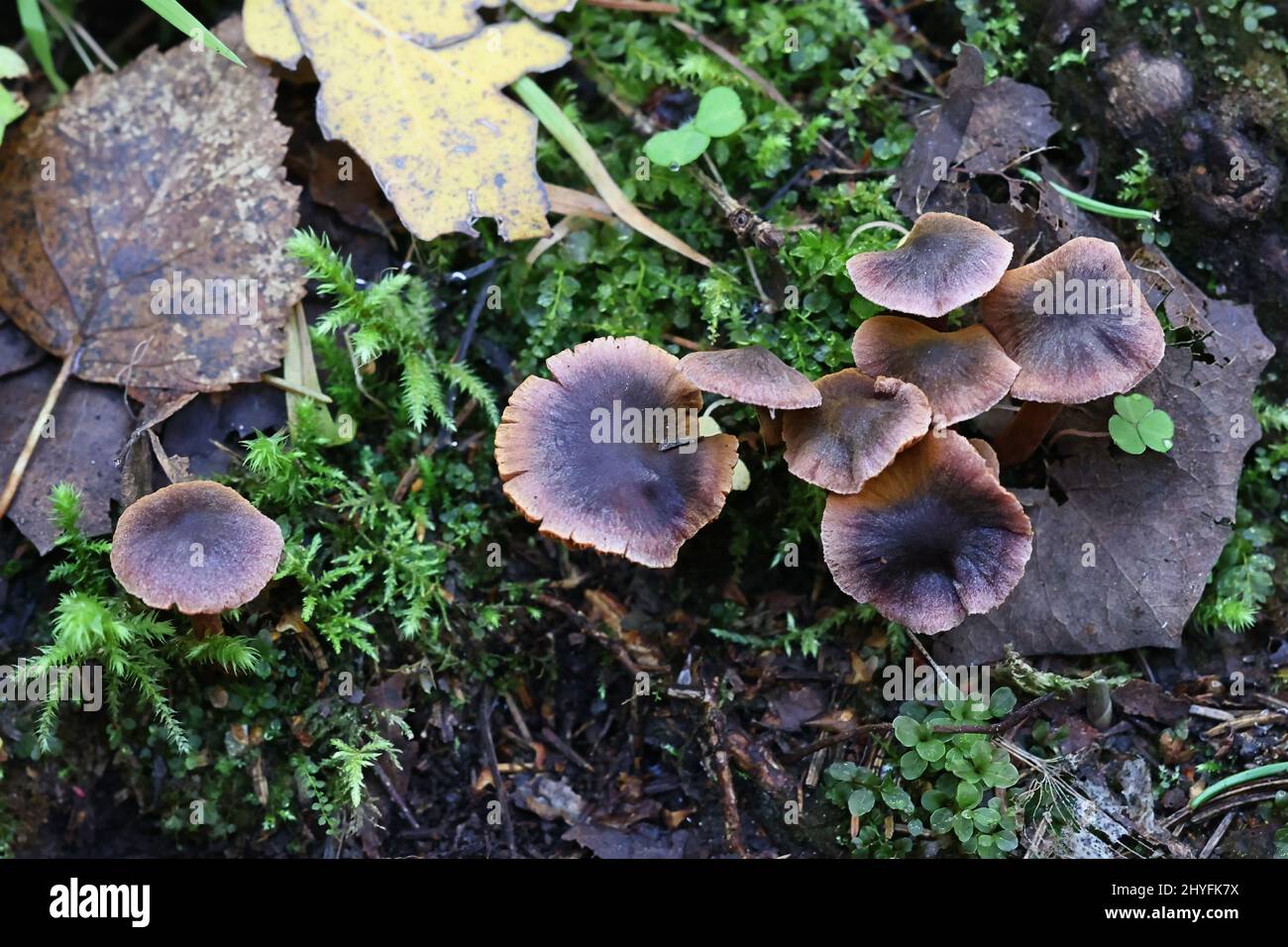 Cortinarius anthracinus, a webcap mushroom from Finland Stock Photo