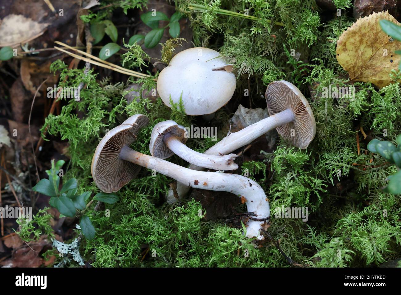 Cortinarius leucophanes, a webcap mushroom from Finland, no common English name Stock Photo