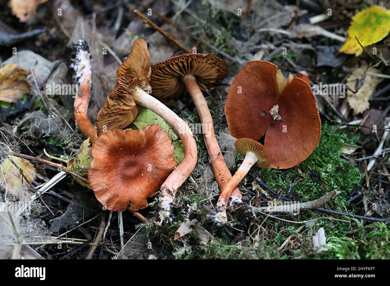 Cortinarius uliginosus, also called Dermocybe uliginosa, commonly known as marsh webcap, wild mushroom from Finland Stock Photo