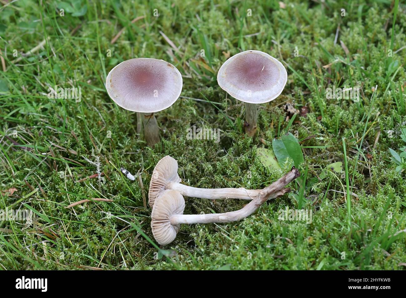 Hebeloma mesophaeum, known as  veiled poisonpie or poison pie, wild mushroom from Finland Stock Photo