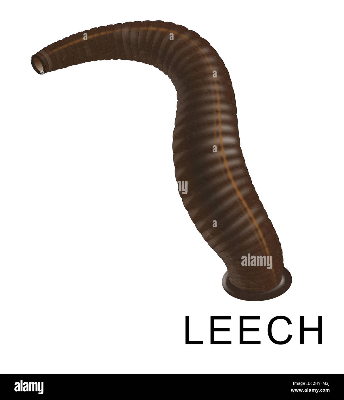 Leeches are segmented parasitic or predatory worms that comprise the subclass Hirudinea within the phylum Annelida Stock Photo