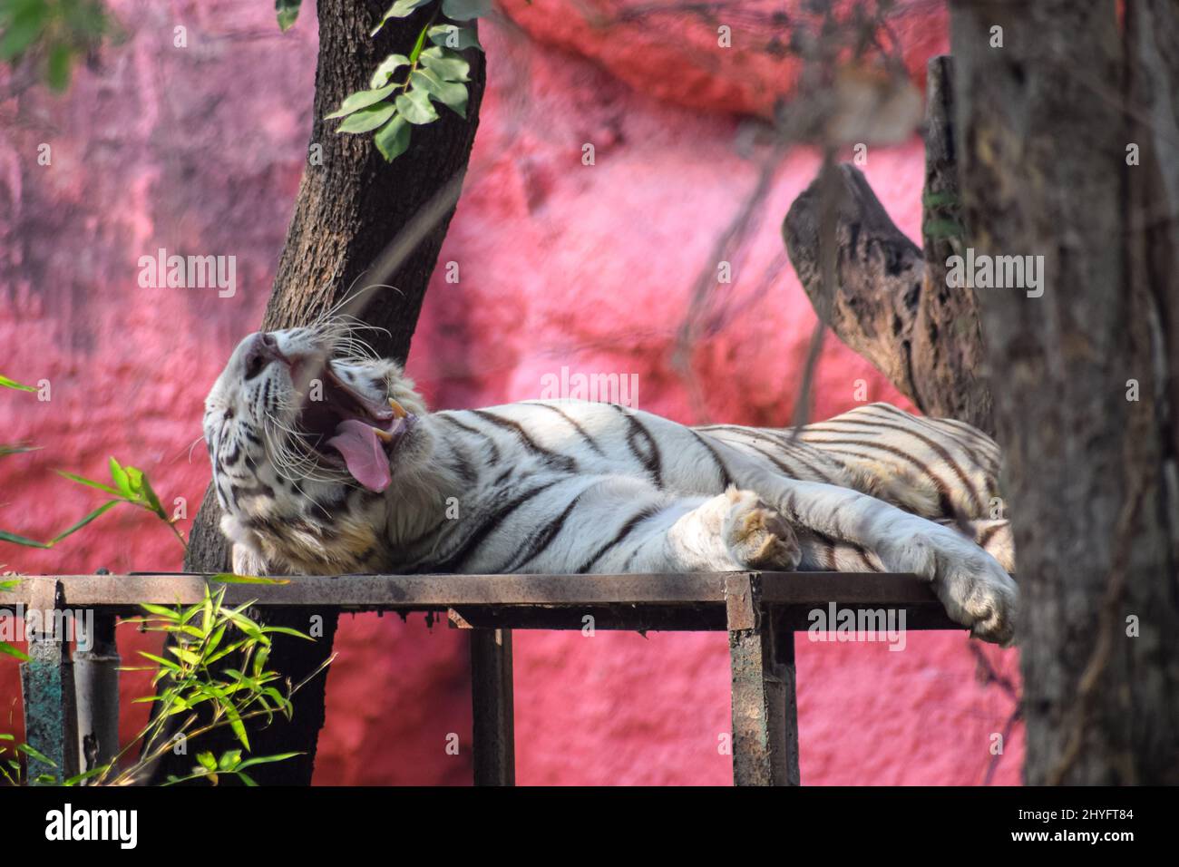 Funny lazy white tiger lying on its back and yawning Stock Photo - Alamy