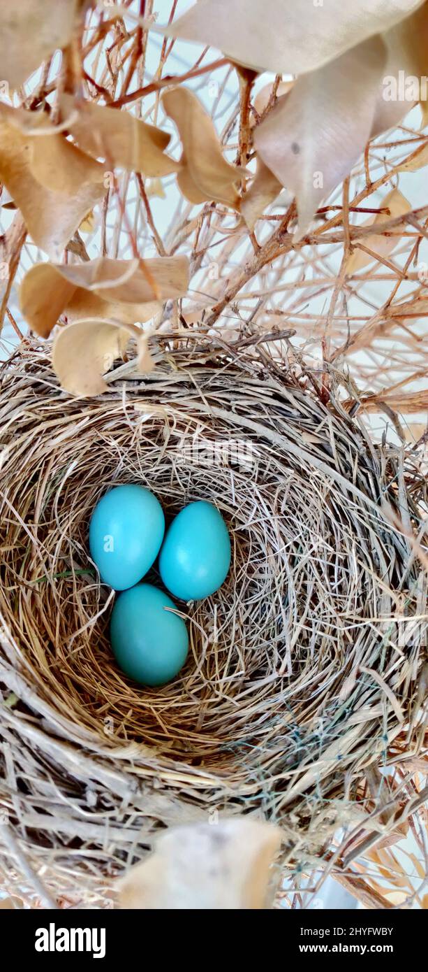 Top view of blue eggs in a nest in Columbus, Ohio Stock Photo - Alamy