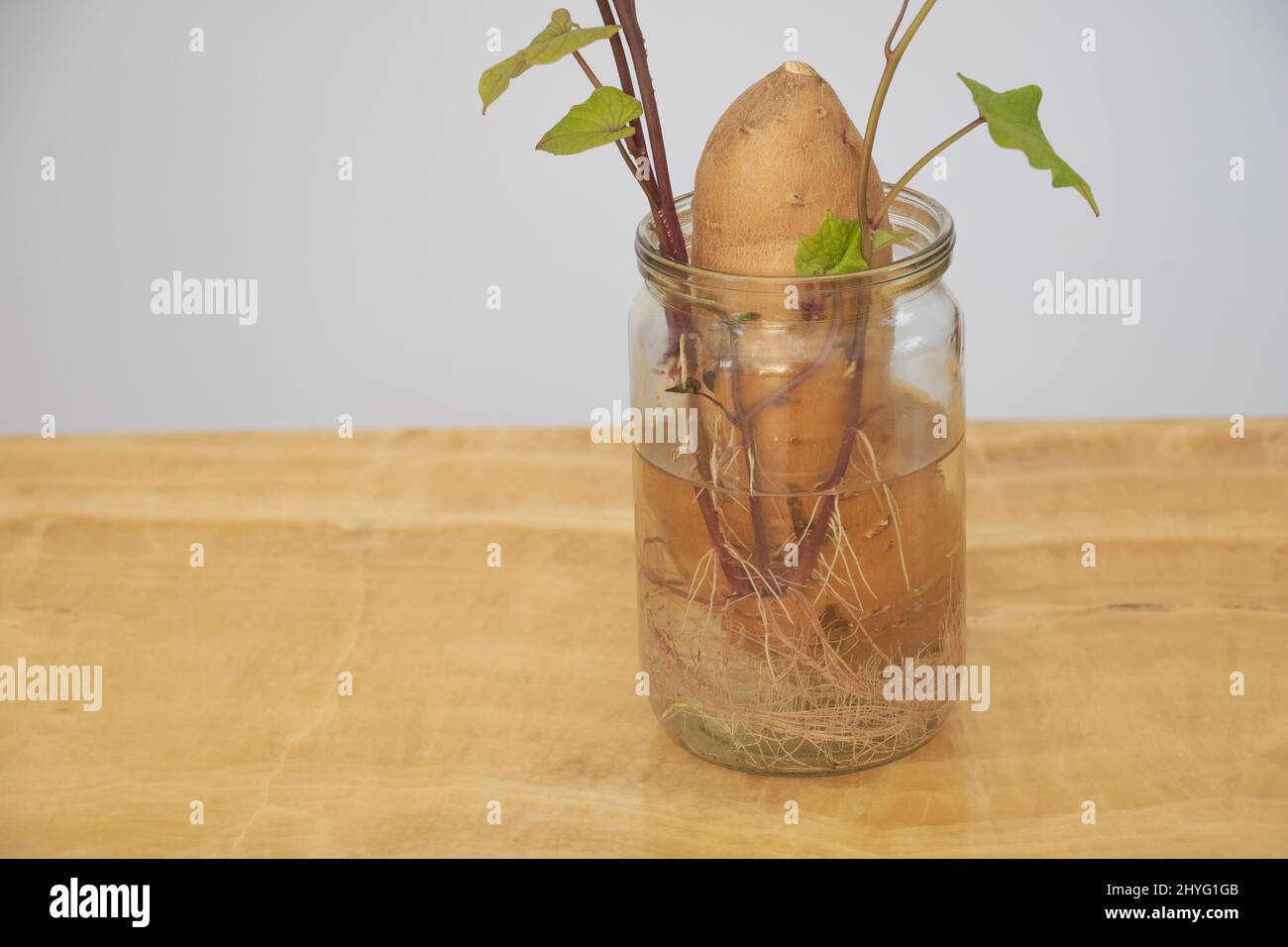 Sweet potato growing in water -Ipomoea batatas - concept for care - New shoots of sweet potato growing indoor. Stock Photo