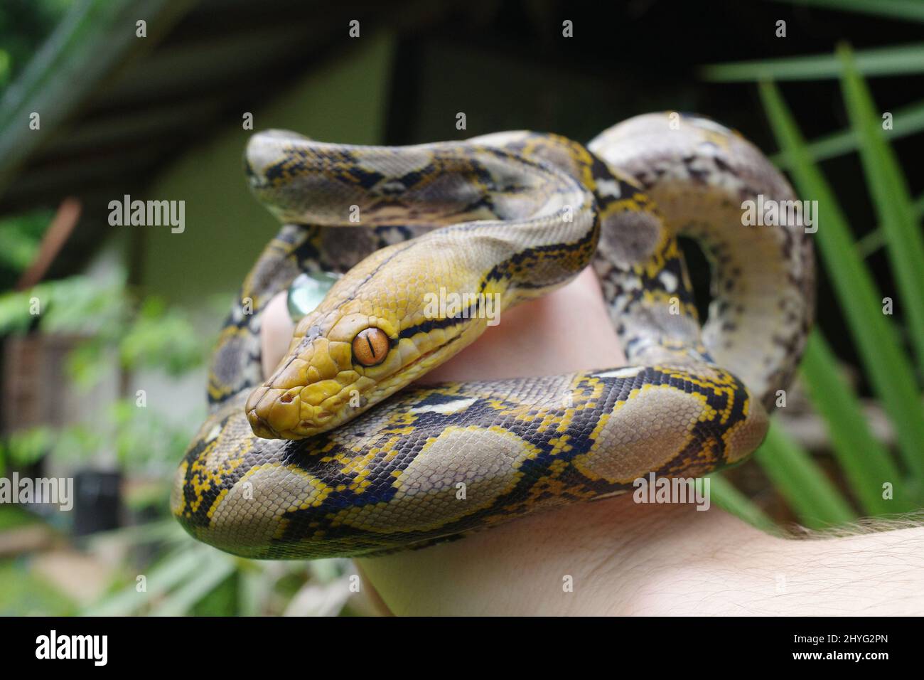 Closeup of Reticulated python on human hand Stock Photo - Alamy