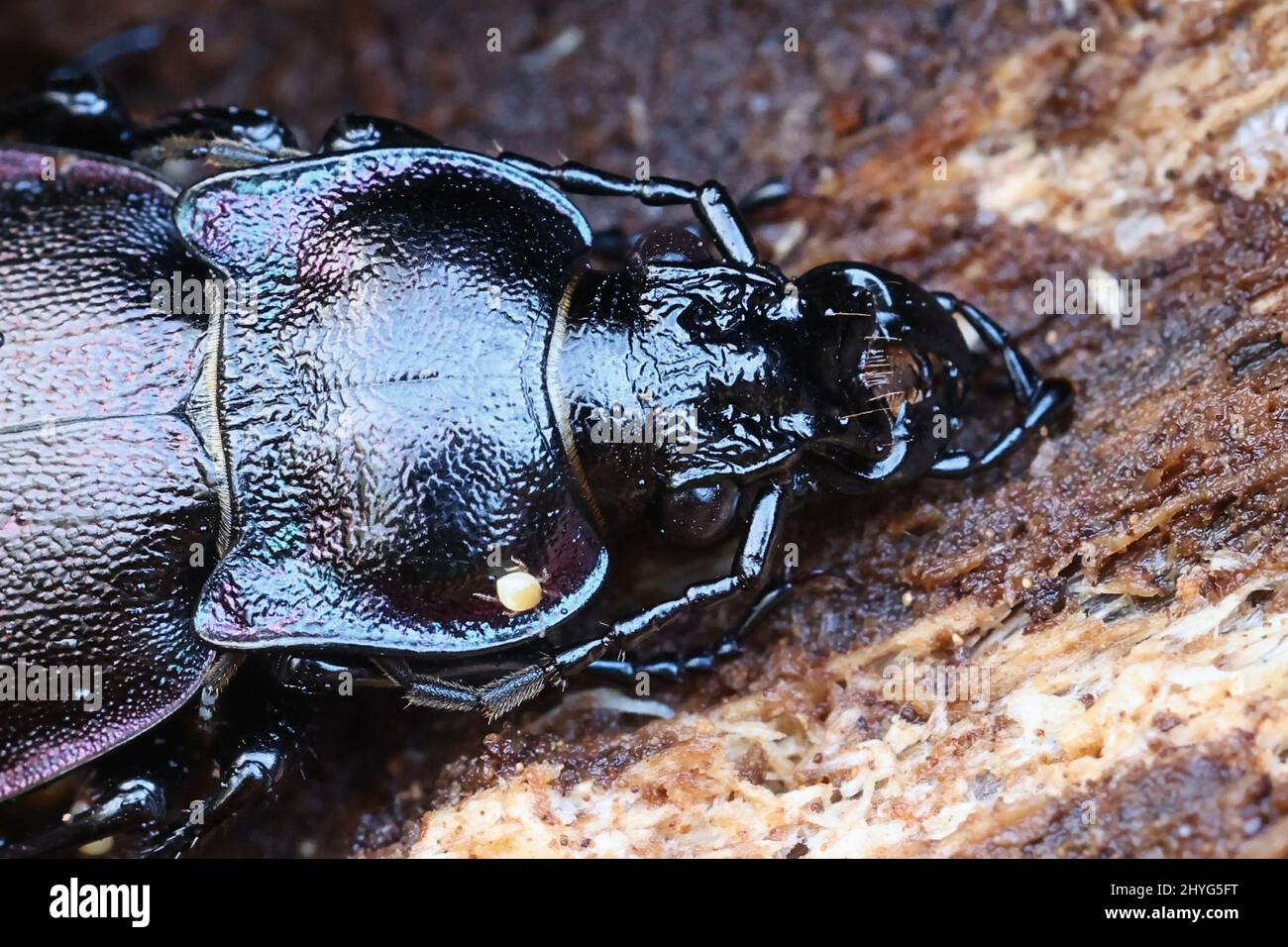 Carabus nemoralis, commonly called the Bronze Carabid, overwintering in a spruce stump in Finland Stock Photo