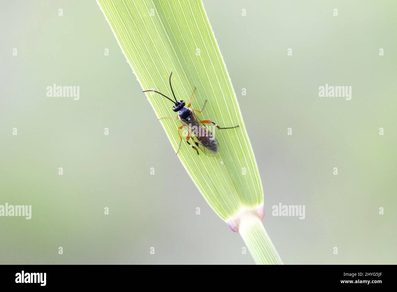 Ichneumon wasp, Diplazon laetatorius Stock Photo