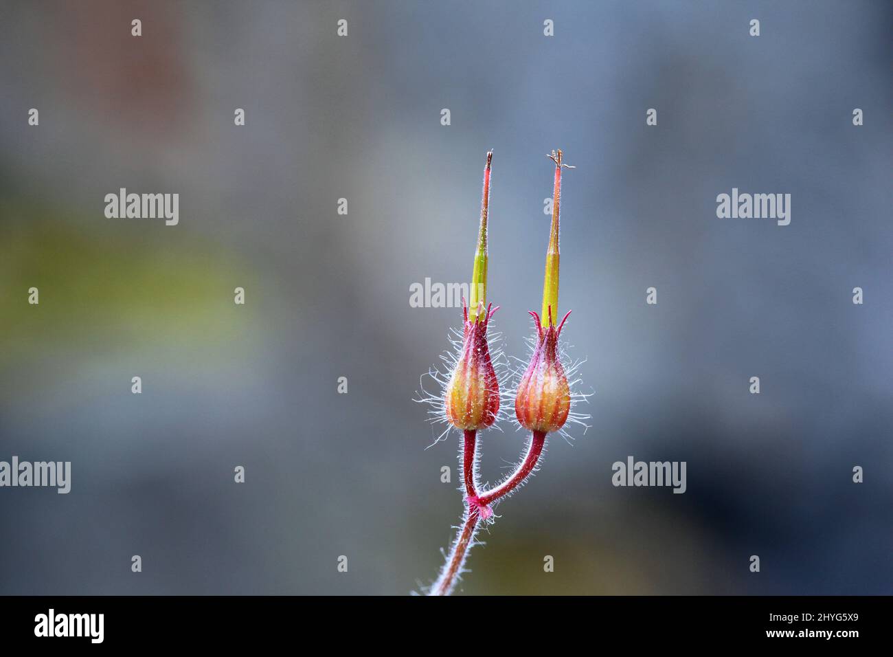 Herb Robert with seeds Stock Photo Alamy