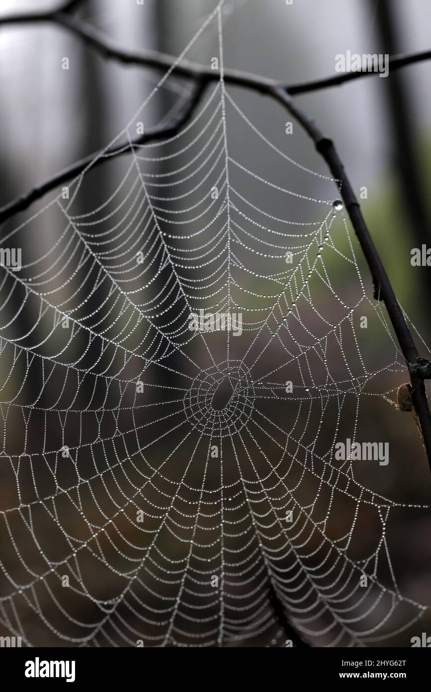 Orb-weaving spider and spiderweb covered with morning dew Stock Photo