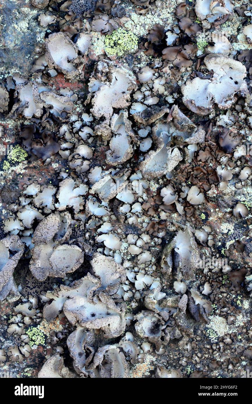 Umbilicaria hirsuta, known as hairy navel lichen, sea shore lichen from Finland Stock Photo