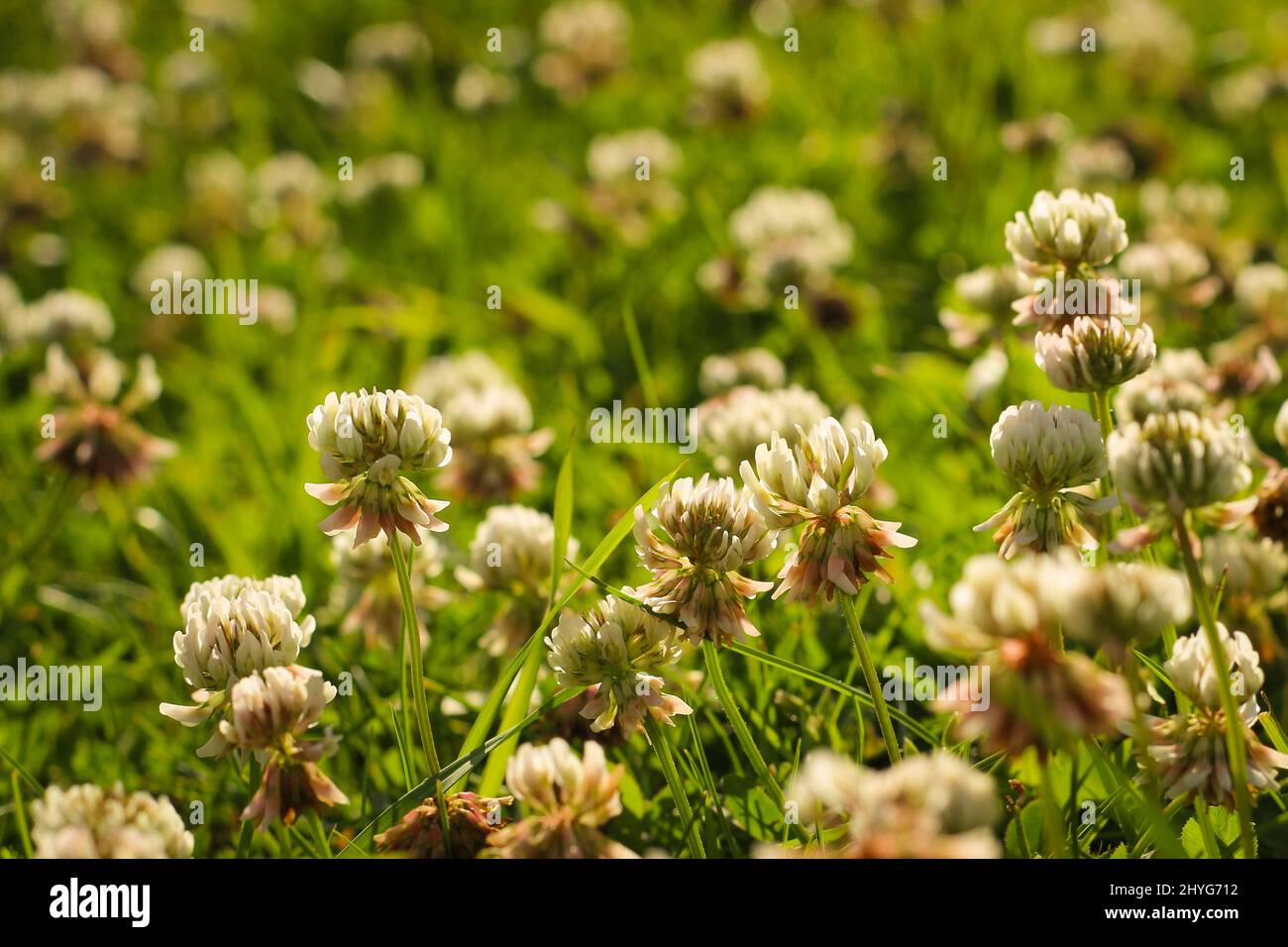 Trifolium pratense, the white clover in the meadow. White-flowered clover and Poa annua, or annual meadow grass in the sunlight. Stock Photo