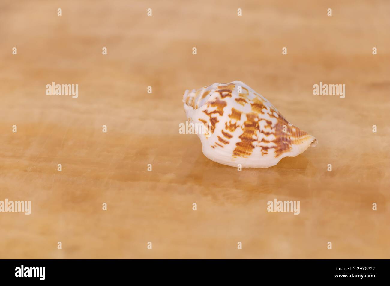 Selective focus of a seashell on beige background. Stock Photo