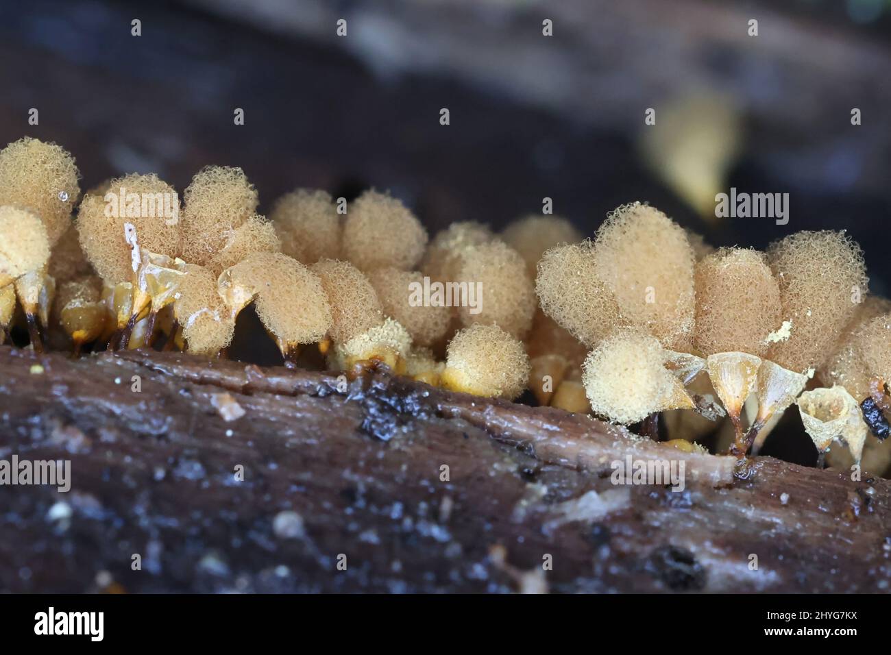 Hemitrichia clavata, a slime mold of the family Trichiidae, no common English name Stock Photo