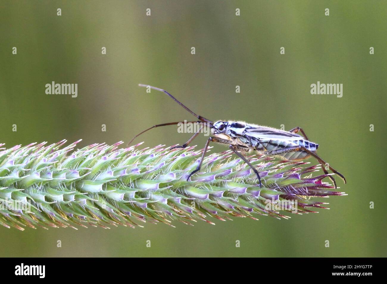 Meadow plant bug, Leptopterna dolabrata, and meadow cat's tail, Phleum pratense Stock Photo