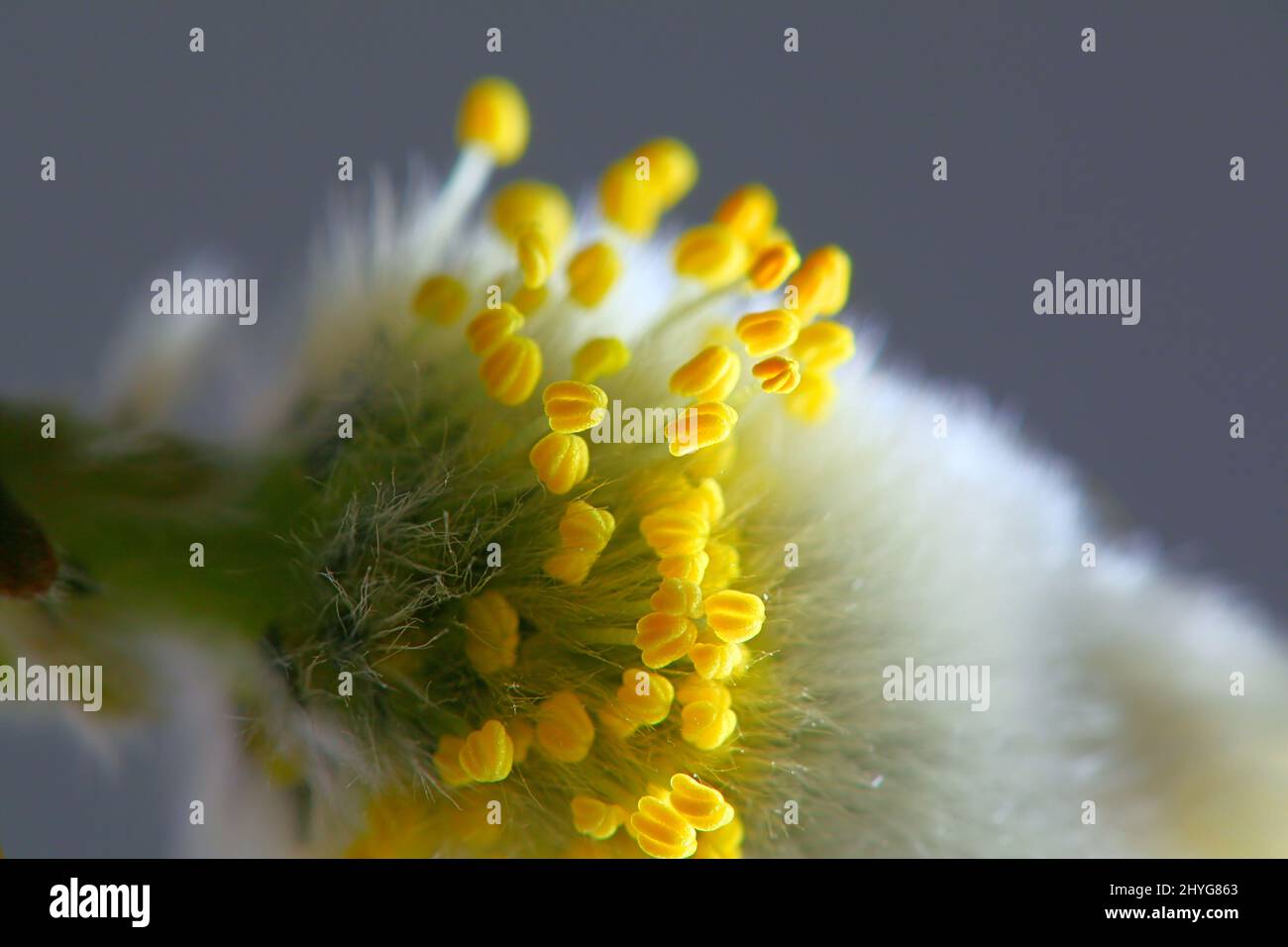 Catkin of Tea-Leaved Willow ( Salix phylicifolia) Stock Photo