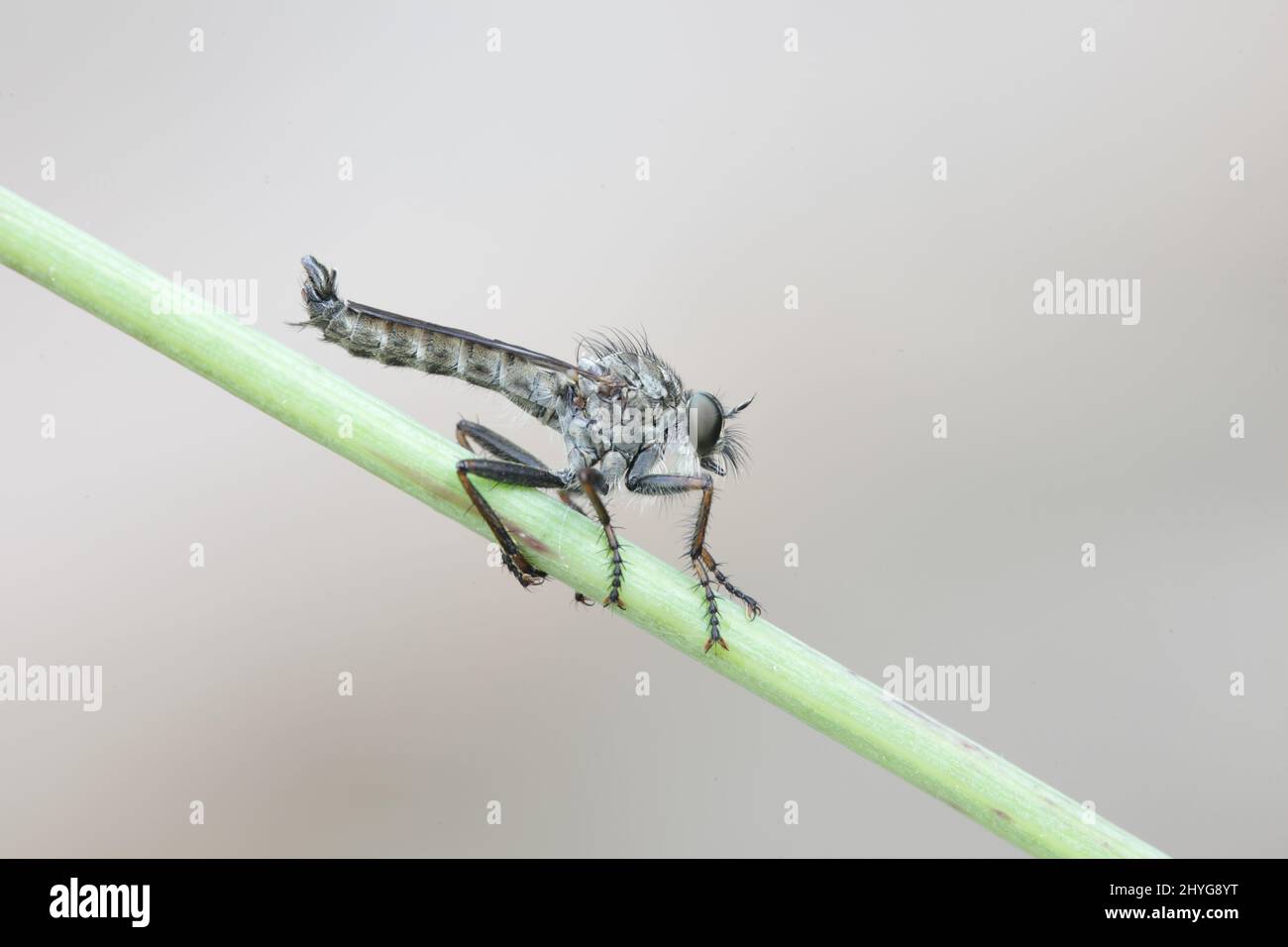 Kite-tailed Robber Fly, known also as Assassin Fly Stock Photo