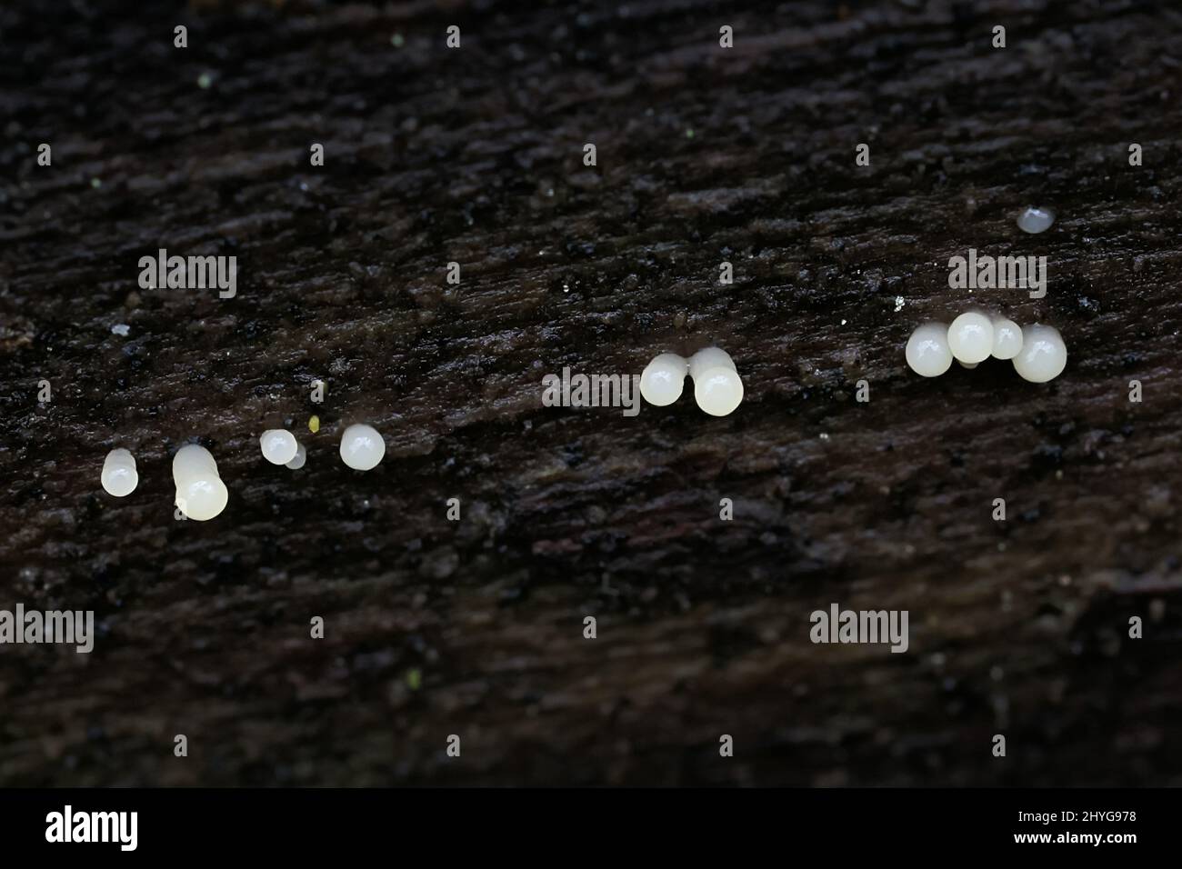 Comatricha nigra, a plasmodial slime mold, sporangia on spruce log in Finland Stock Photo