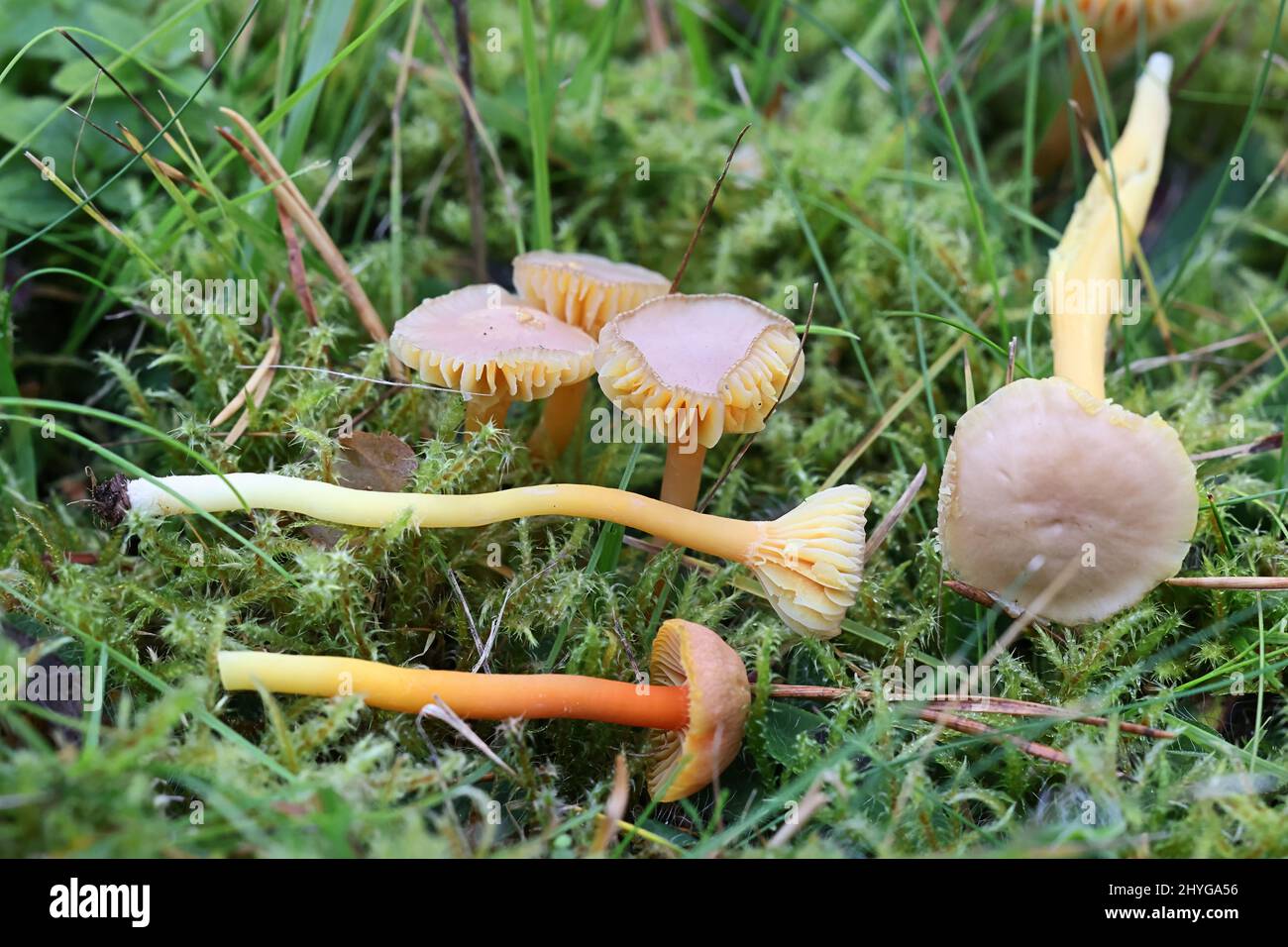 Hygrocybe mucronella, commonly known as bitter waxcap, wild mushroom from Finland Stock Photo