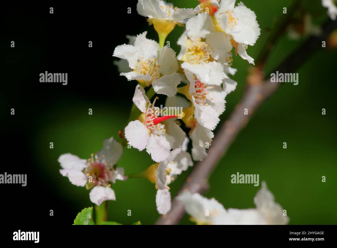 Beautiful blooming branch of Bird Cherry or Hackberry, Prunus padus Stock Photo