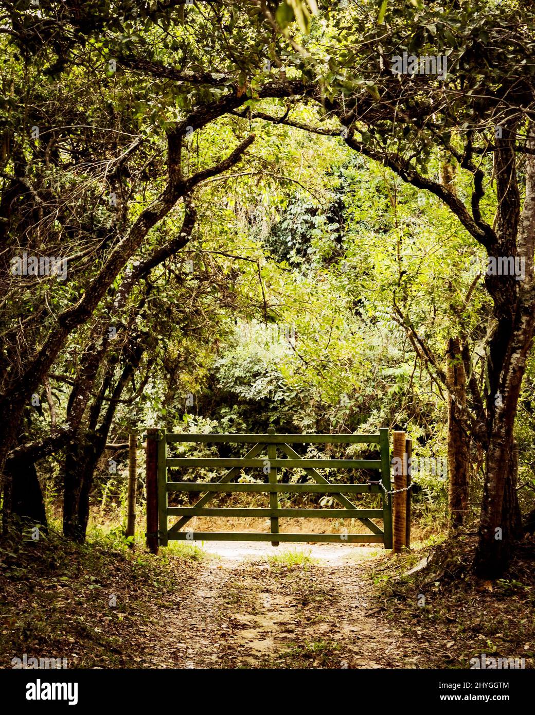 Wooden fence in a forest Stock Photo - Alamy